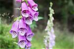 Why Do Foxgloves Die?