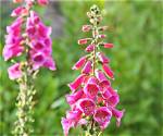 Why Do Foxgloves Droop?