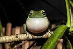 Why Do Frogs Croak