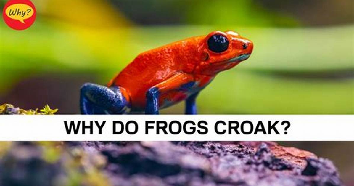 Why Do Frogs Croaks?