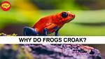 Why Do Frogs Croaks?