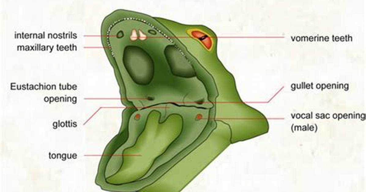 Why Do Frogs Have Teeth?