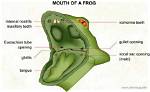 Why Do Frogs Have Teeth?