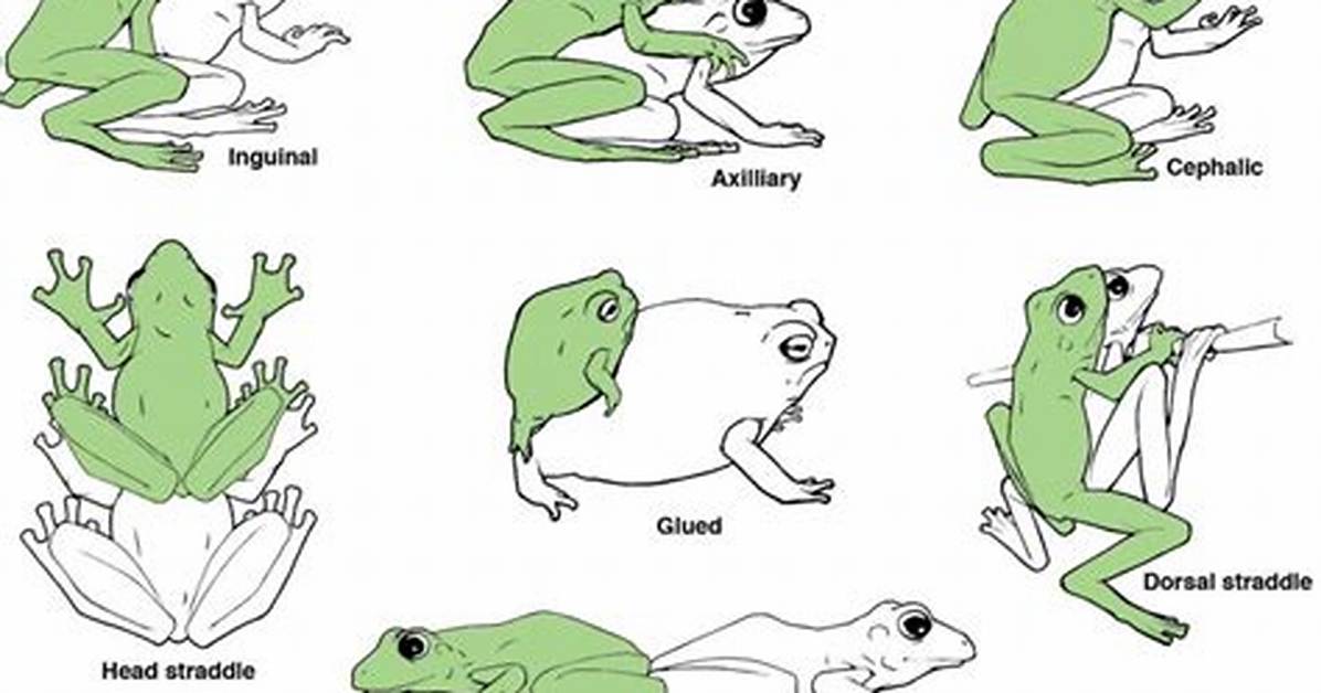 Why Do Frogs Perform Amplexus?