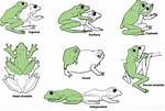 Why Do Frogs Perform Amplexus?