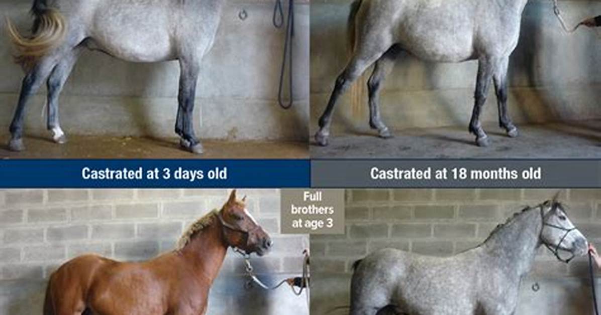Why Do Geldings Drop?