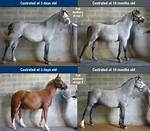 Why Do Geldings Drop?