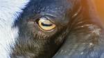 Why Do Goats Have Rectangular Pupils