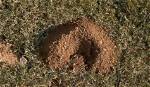Why Do Gophers Make Mounds?