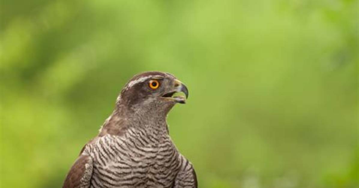 Why Do Goshawks Scream?