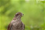 Why Do Goshawks Scream?