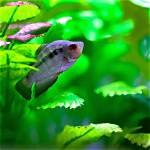 Why Do Gourami Fish Hide?