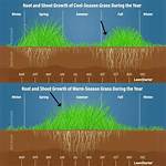Why Do Grasses Spread Rapidly?