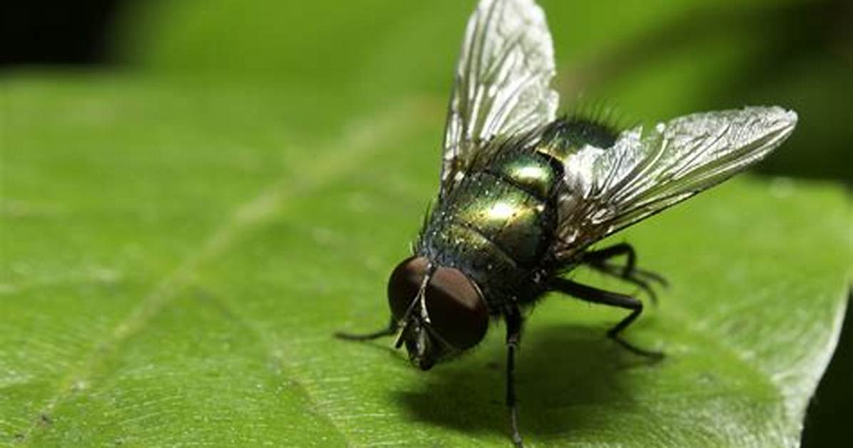 Why Do Green Headed Flies Bite?