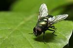 Why Do Green Headed Flies Bite?