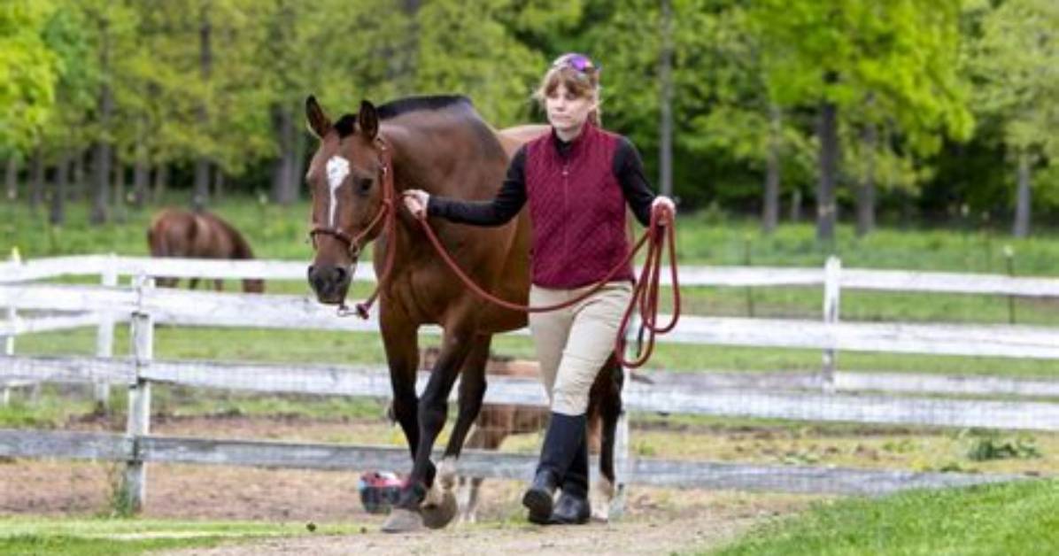 Why Do Groundwork Horses?