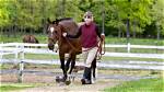 Why Do Groundwork Horses?