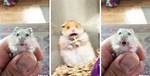 Why Do Hamsters Scream