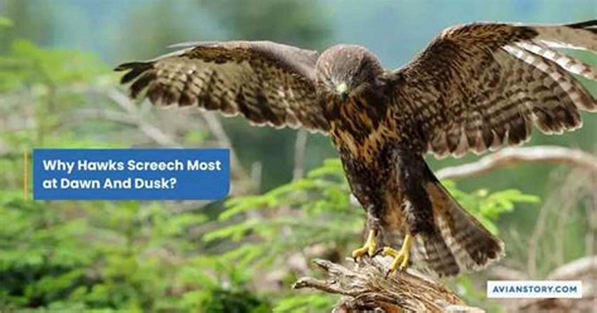 Why Do Hawks Screech