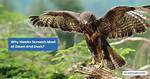 Why Do Hawks Screech