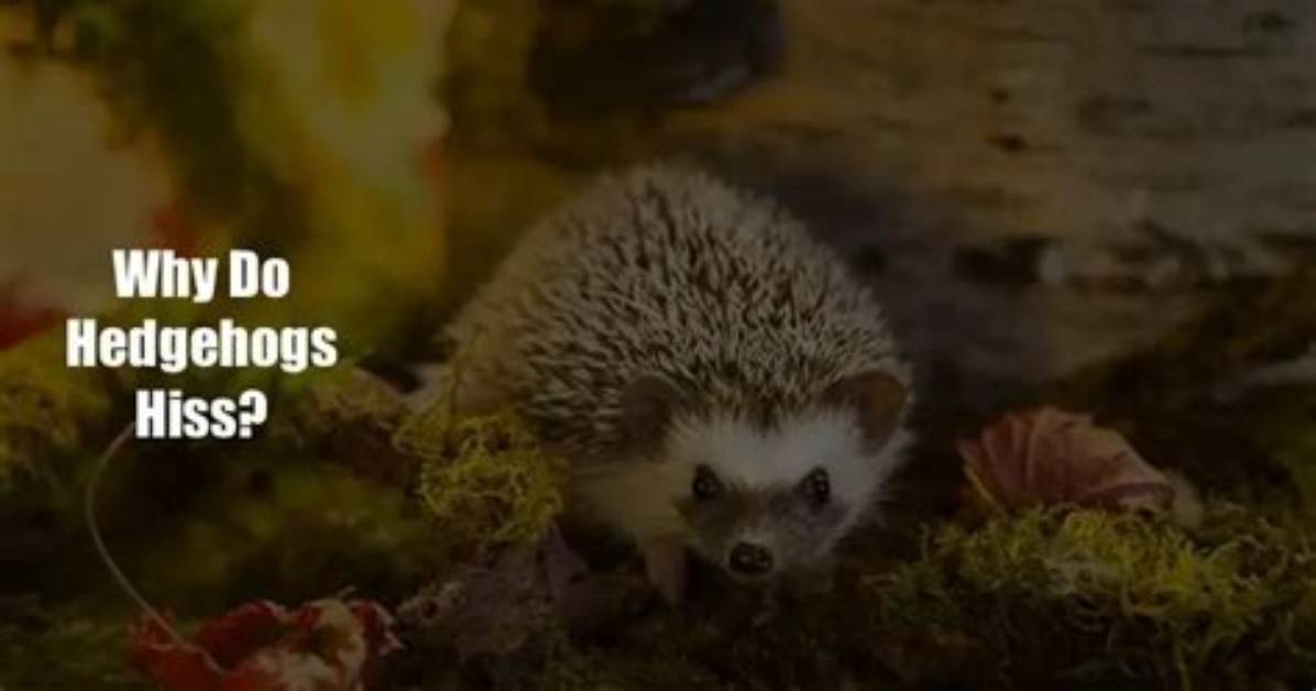 Why Do Hedgehogs Cry?