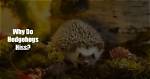 Why Do Hedgehogs Cry?