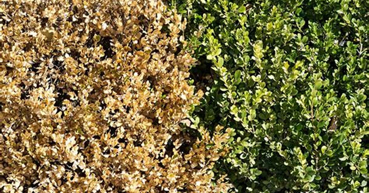 Why Do Hedges Turn Brown?