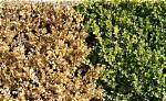 Why Do Hedges Turn Brown?