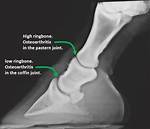 Why Do Horses Get Ringbone?