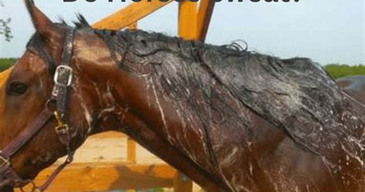 Why Do Horses Pigroot?