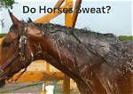 Why Do Horses Pigroot?