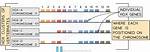 Why Do Hox Genes Control?