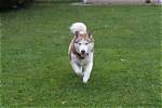 Why Do Huskies Run Away?