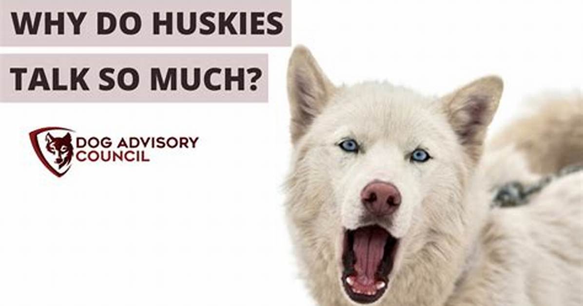 Why Do Huskies Talk Back?