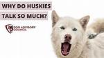 Why Do Huskies Talk Back?
