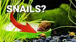Why Do I Have Tiny Snails in My Yard?