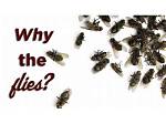 Why Do I Keep Finding Dead Flies
