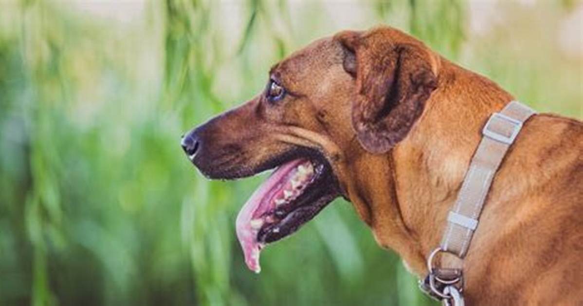 Why Do I Slobber?