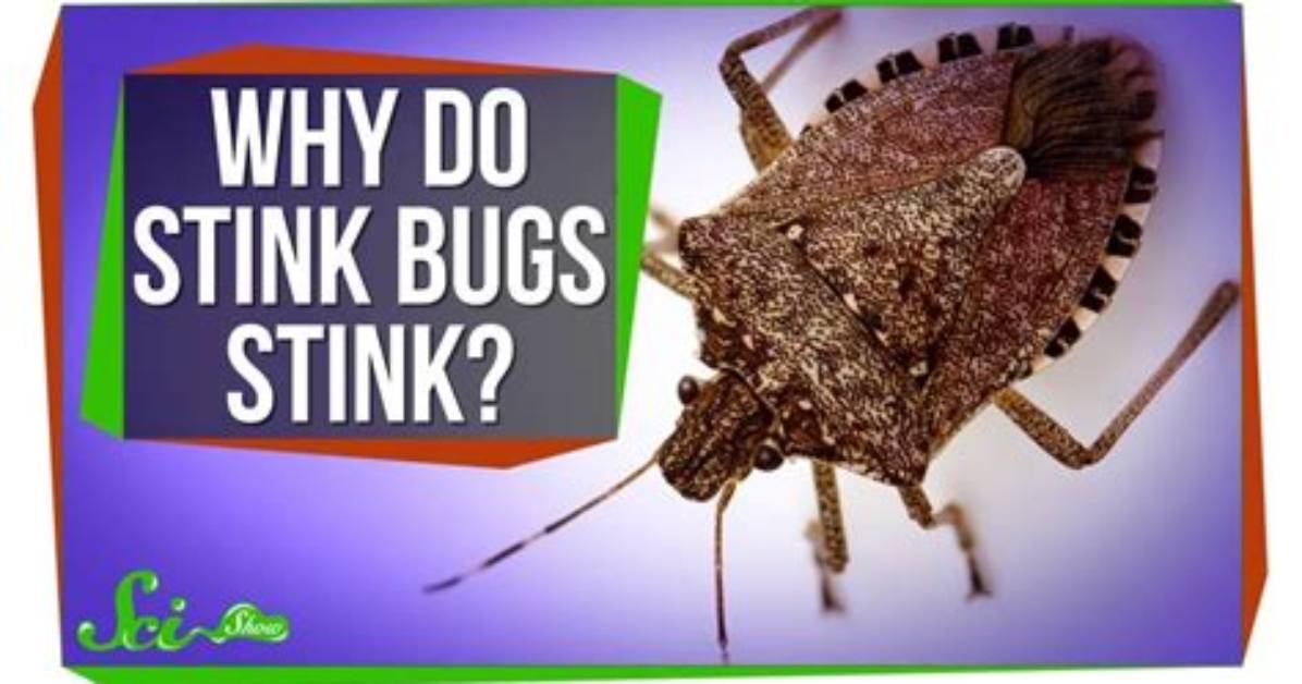 Why Do I Stink?
