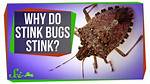 Why Do I Stink?