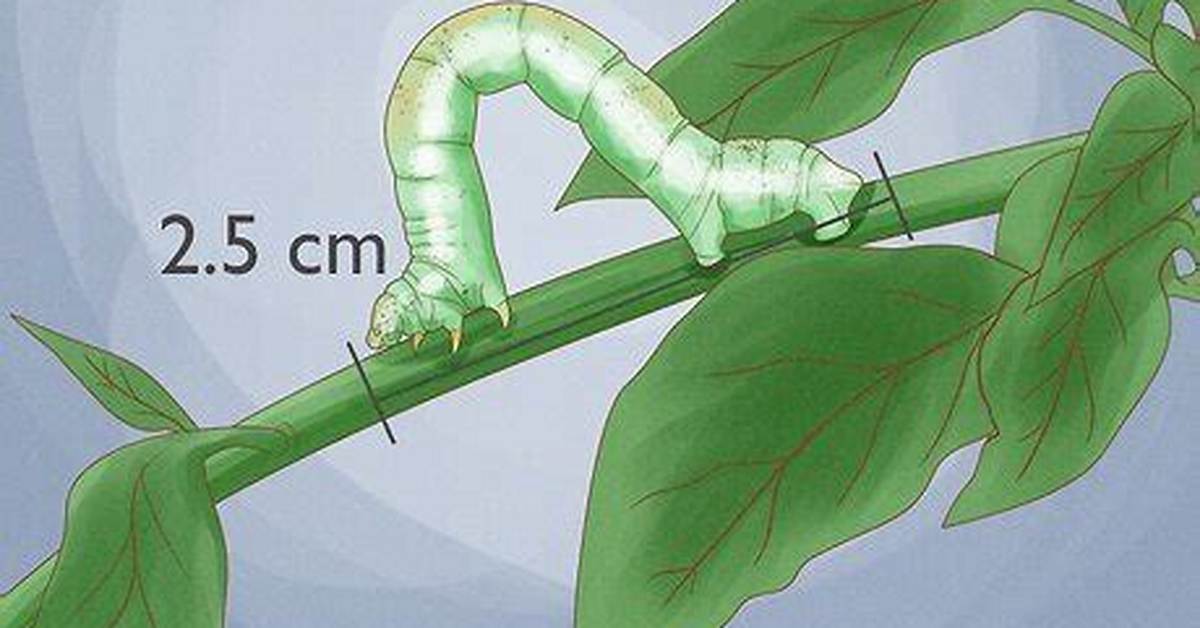 Why Do Inchworms Inch?