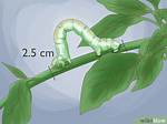 Why Do Inchworms Inch?