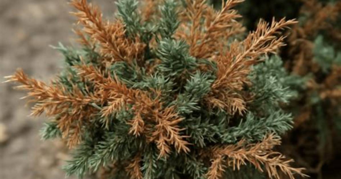 Why Do Junipers Turn Brown