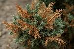 Why Do Junipers Turn Brown