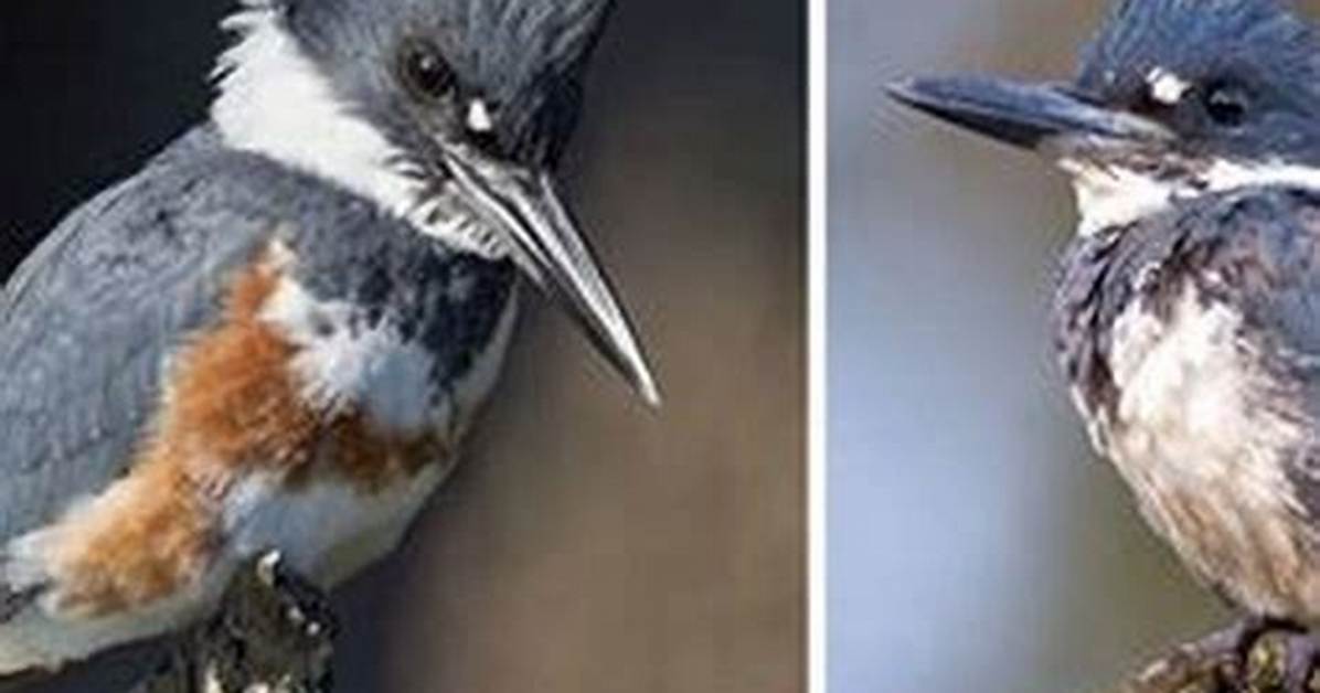 Why Do Kingfishers Chatter?