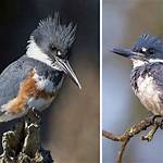 Why Do Kingfishers Chatter?