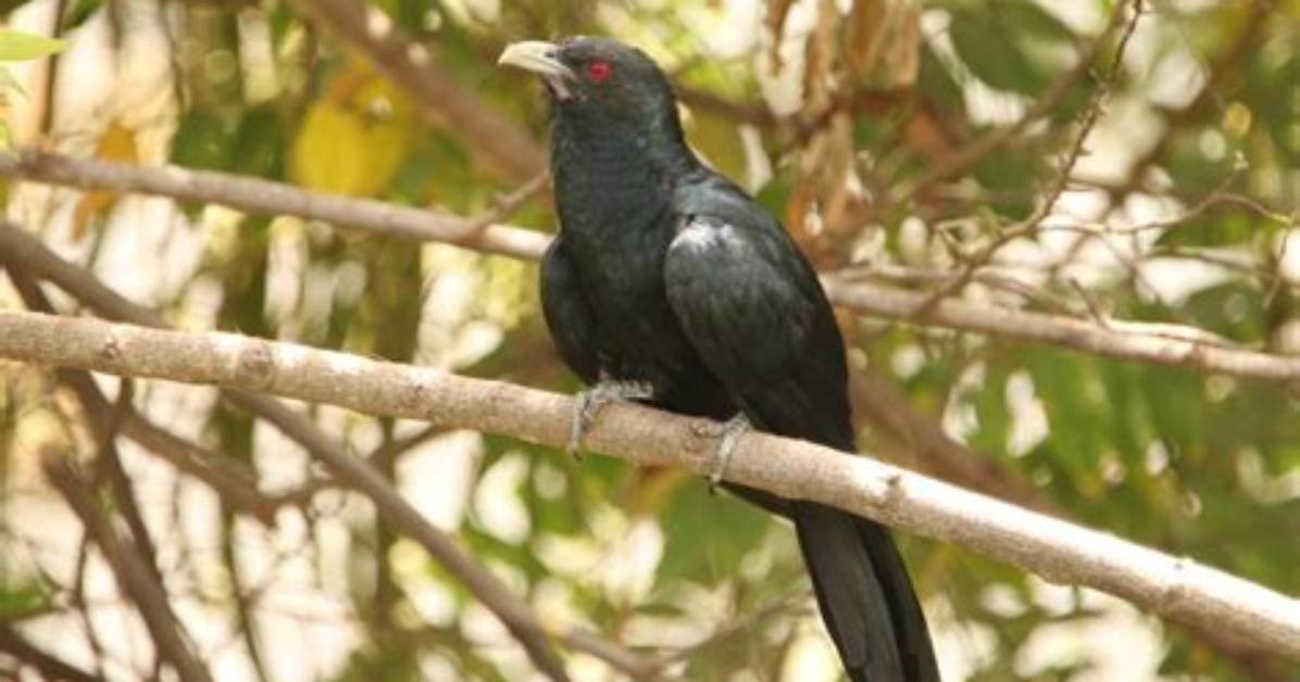Why Do Koel's Call?