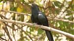 Why Do Koel's Call?