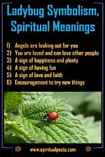 Why Do Ladybugs Symbolize?
