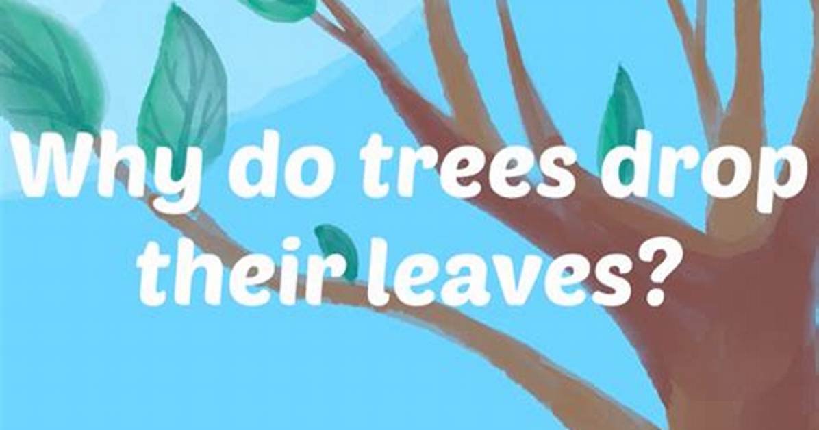 Why Do Leaves Drop?
